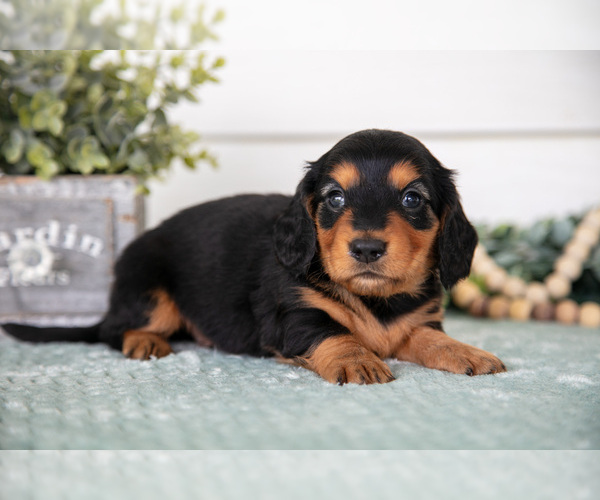 Medium Photo #2 Dachshund Puppy For Sale in BREMEN, IN, USA