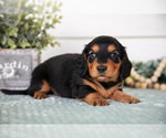Puppy Pablo Dachshund