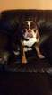 Small Photo #1 Olde English Bulldogge Puppy For Sale in CYNTHIANA, IN, USA