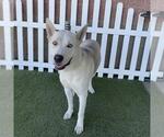 Small Siberian Husky Mix