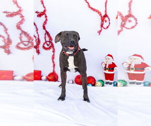 American Pit Bull Terrier-Red Heeler Mix Dogs for adoption in Stover, MO, USA