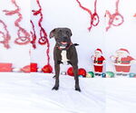 Small American Pit Bull Terrier-Red Heeler Mix