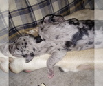 Small Photo #19 Great Dane Puppy For Sale in PIERSON, MI, USA