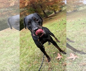 Miranda - Female Labrador Retriever-Unknown Mix Dog for Adoption - Photo #9