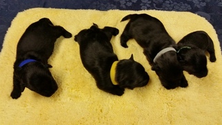 Scottish Terrier Puppy for sale in WHITE CITY, OR, USA