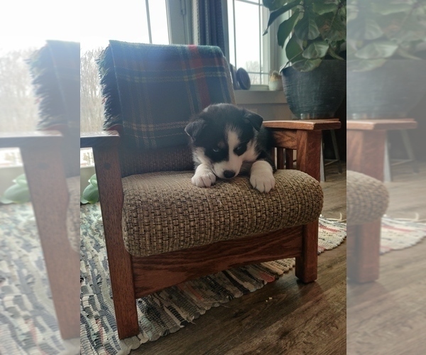 Medium Photo #4 Siberian Husky Puppy For Sale in AUBURN, NY, USA