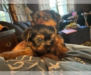 Yorkshire Terrier Puppy for Sale in AUSTELL, Georgia USA