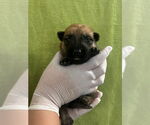 Small #1 German Shepherd Dog
