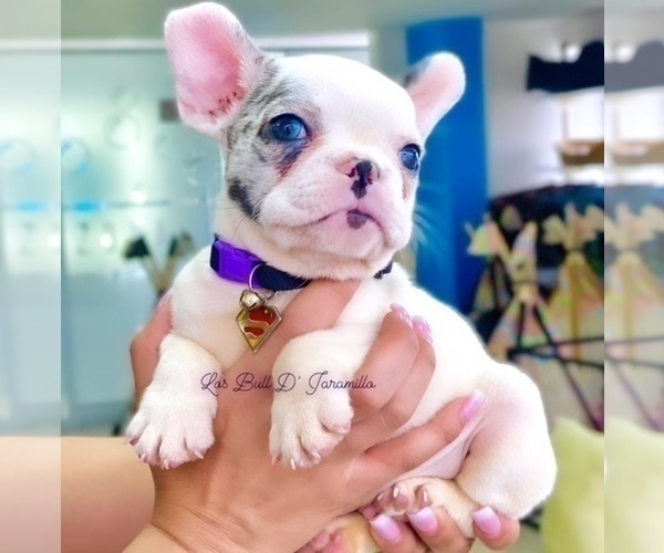 Medium Photo #1 French Bulldog Puppy For Sale in FORT PIERCE, FL, USA