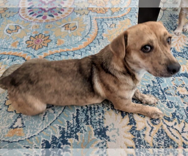 Medium Photo #3 Dachshund Puppy For Sale in Denton, TX, USA