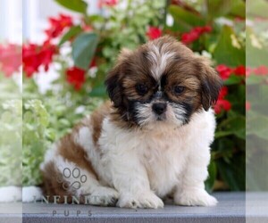 Shih Tzu Puppy for sale in GORDONVILLE, PA, USA