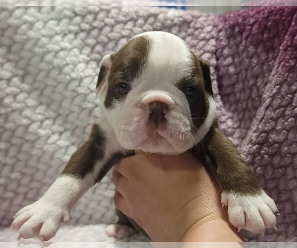 Medium Photo #8 Olde English Bulldogge Puppy For Sale in ATHOL, ID, USA