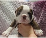 Small #7 Olde English Bulldogge