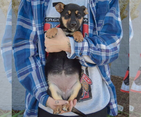 Medium Photo #4 Italian Greyhound-Jack Russell Terrier Mix Puppy For Sale in Huntley, IL, USA