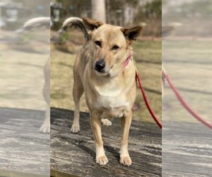 Mutt Dogs for adoption in Calverton, NY, USA