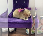 Small Photo #11 Golden Retriever Puppy For Sale in STAFFORD, VA, USA