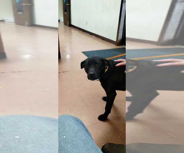 Medium Photo #1 Labrador Retriever-Unknown Mix Puppy For Sale in Palatine/Kildeer/Buffalo grove, IL, USA