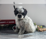 Small Photo #7 Poodle (Miniature)-Portuguese Water Dog Mix Puppy For Sale in FREDERICKSBURG, OH, USA