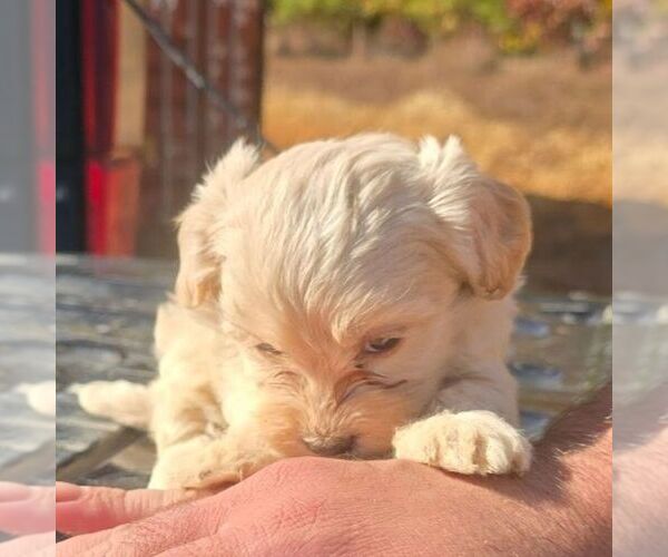 Medium Photo #2 Maltipoo Puppy For Sale in CHARLOTTE HALL, MD, USA