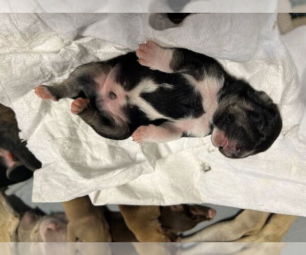 Medium Photo #3 Chinese Shar-Pei-German Shepherd Dog Mix Puppy For Sale in DISCOVERY BAY, CA, USA