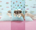 Small #3 Shih Tzu