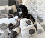 Small #14 Bernedoodle