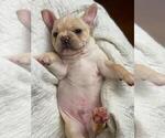 Small Photo #9 French Bulldog Puppy For Sale in LEES SUMMIT, MO, USA