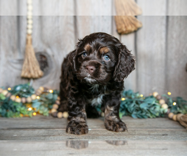 Medium Photo #2 Cocker Spaniel Puppy For Sale in BALTIC, OH, USA