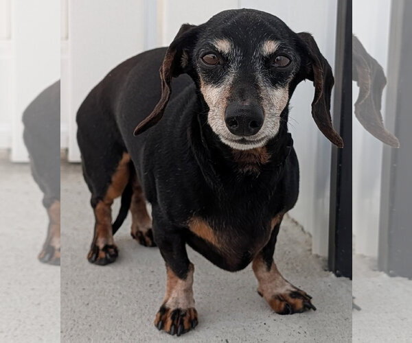 Medium Photo #7 Dachshund Puppy For Sale in Shelbyville, TN, USA