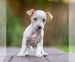 Small #2 Poodle (Miniature) Mix
