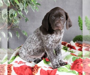 German Shorthaired Pointer Puppy for sale in LANCASTER, PA, USA