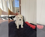 Small Photo #2 English Cream Golden Retriever Puppy For Sale in YUMA, AZ, USA