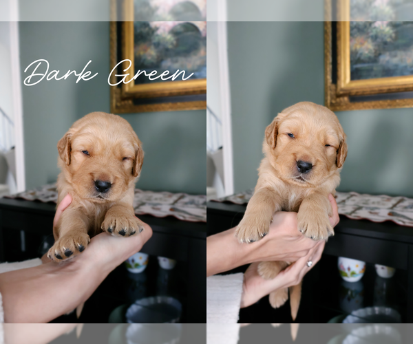 Medium Photo #5 Golden Retriever Puppy For Sale in PORTER, TX, USA