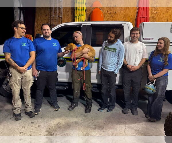 Medium Photo #3 American Foxhound Puppy For Sale in garner, NC, USA