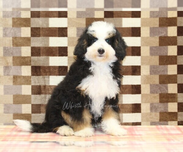 Medium Photo #4 Miniature Bernedoodle Puppy For Sale in DENVER, PA, USA
