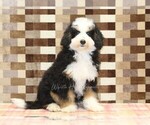 Small #3 Miniature Bernedoodle