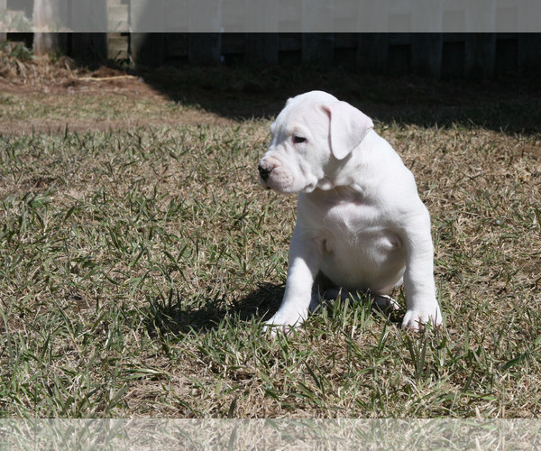 Medium Photo #2 Dogo Argentino Puppy For Sale in BRUCE, WI, USA
