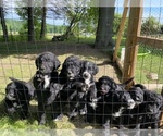 Small Photo #9 Bernedoodle-Golden Retriever Mix Puppy For Sale in BEULAH, MI, USA