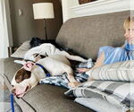 Small #8 American Pit Bull Terrier Mix