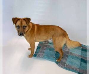 Weston - Male Mutt Dog for Adoption - Photo #2