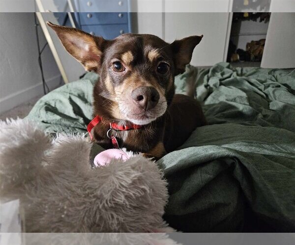 Medium Photo #2 Chiweenie Puppy For Sale in Phoenix, AZ, USA