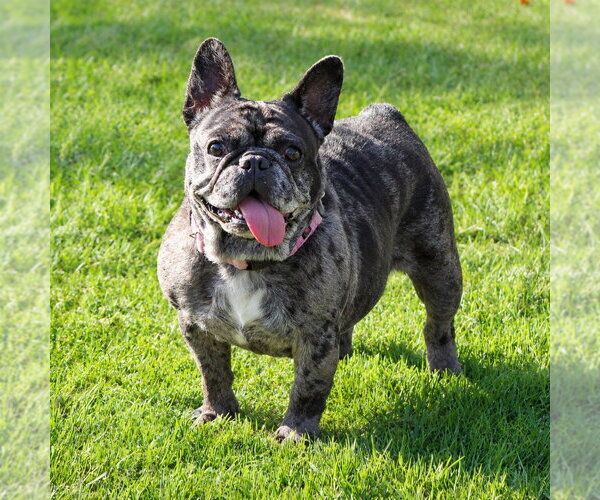 Medium Photo #10 French Bulldog-Unknown Mix Puppy For Sale in Lake Forest, CA, USA