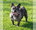 Small #9 French Bulldog Mix