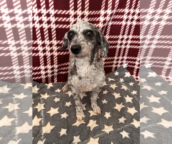 Medium Photo #1 Poodle (Toy) Puppy For Sale in Pacolet, SC, USA
