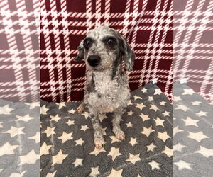 Poodle (Toy) Dogs for adoption in Pacolet, SC, USA