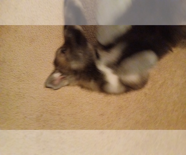 Medium Photo #3 Gerberian Shepsky Puppy For Sale in EDMORE, MI, USA