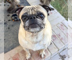 Pug-Unknown Mix Dogs for adoption in Washington, DC, USA