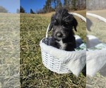 Puppy Blueberry Anatolian Shepherd-Sheepadoodle Mix