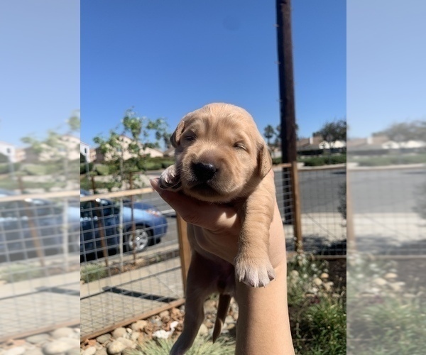 Medium Photo #1 Golden Retriever Puppy For Sale in PITTSBURG, CA, USA