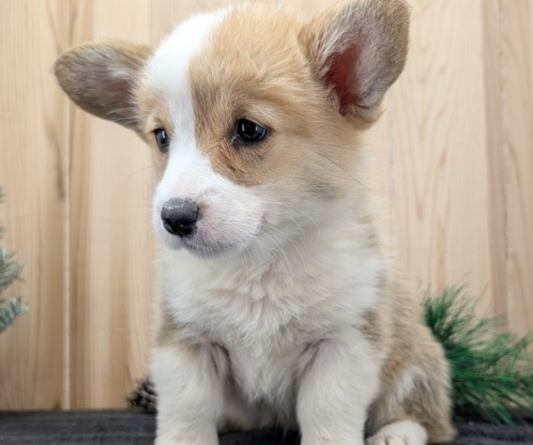Medium Photo #4 Pembroke Welsh Corgi Puppy For Sale in GOSHEN, IN, USA